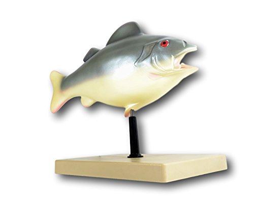 Image of EISCO 3D Fish Dissection Model, 14 inch Length