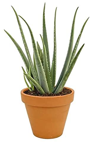 DECOALIVE Aloe Vera Planta Natural en Maceta de Cerámica Aloe Barbadensis o Sábila
