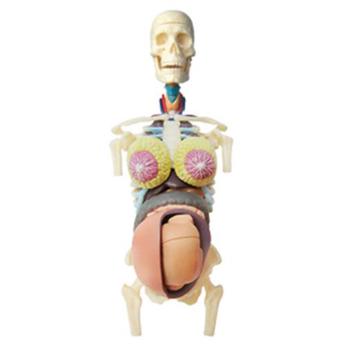 GKPLY 4D Anatomia del Corpo Umano Scheletro Torso Modello Trasparente Gravidanza Gravidanza Organo Anatomico Puzzle Giocattolo 41 Parte per Bambini Bambini Studio di Insegnamento Medico per Adulti
