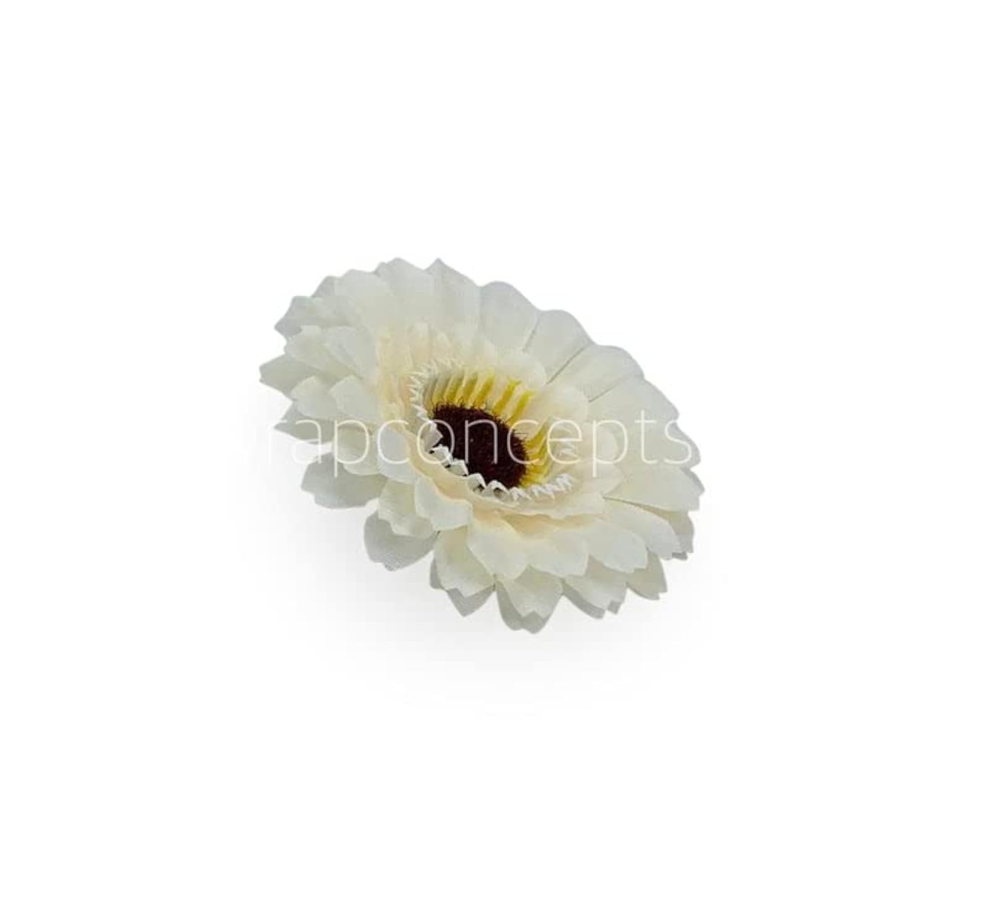 Wrap Concepts Gerberas (Cream)