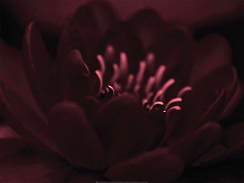 Heather Johnston Waterlily II 60x80 Online Wall Poster Art Print Picture
