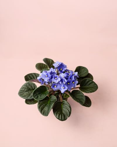 Violeta Africana Saintpaula Mix | Plantas Naturales | Pur Plant