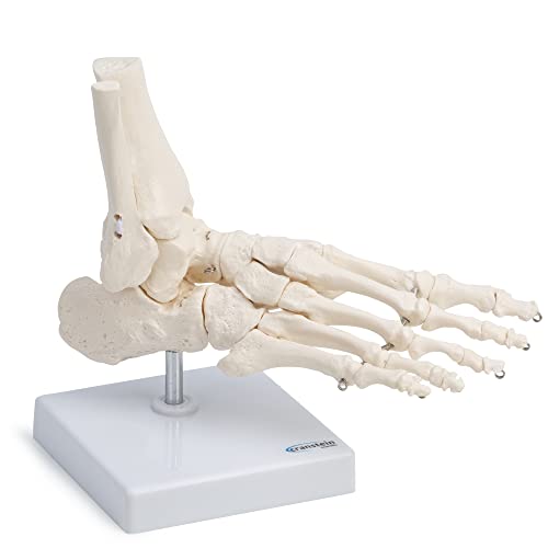 Cranstein A-322 Medical Anatomical Skeleton Foot Model, Life Size