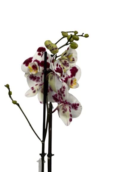 Cool Green - Planta natural - Orquidea Natural 2 tallos Moteada - Apta para Mascotas