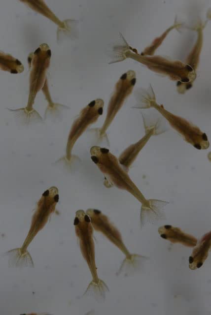 Amazon | 【国産金魚】 土佐金 10匹セット サイズ約1～2cm前後 (生体
