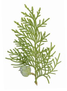 Rejuvelle 6SINUS Bath Bomb Gift Set -6 All Natural Soothing Sinus thumb #6