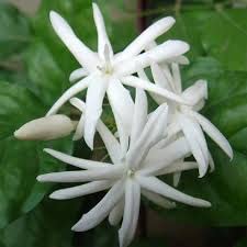 Uniquetree Kunda Flower Live Plant (Bangal Variety Healthy Rare Plant With Pot) Color White (B0C3LPCTHL) Amazon Price History, Amazon Price Tracker