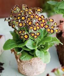 Primula veris Victorian Chocolate Cowslip Plant 6 Plug Plant