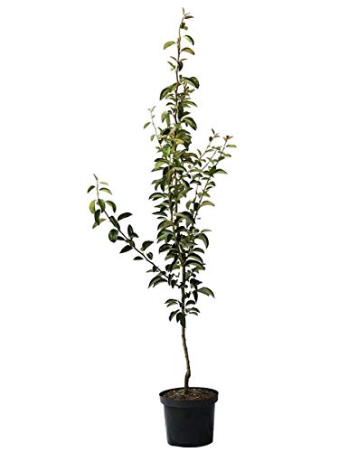 Köstliche von Charneux sehr feine Tafelbirne Buschbaum Birnenbaum 110-140 cm 9,5 L Topf Quitte A