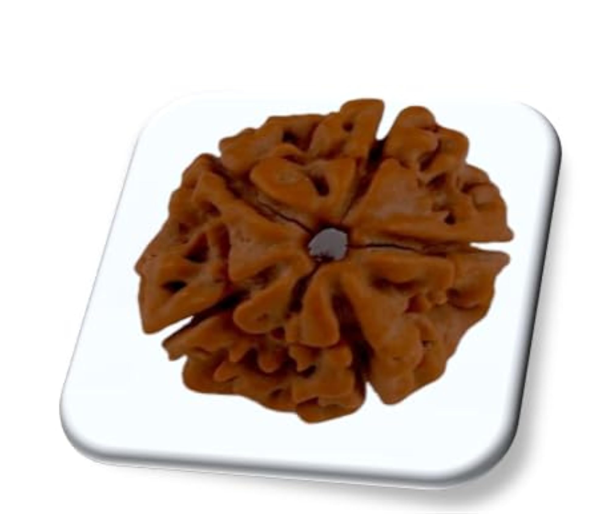 5 Mukhi Rudraksha Pendant, IGL Lab Certified