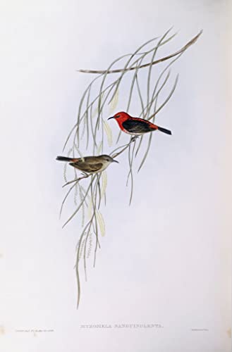 Peinture Scarlet Myzomela John Gould - Créez une ambiance nature chic dans votre salon