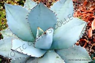 Seeds Rare Agave Titanota Blue @ Exotic Hardy Setty Securrent Aloe Rosa Plan 15 Seeds: Only Seeds