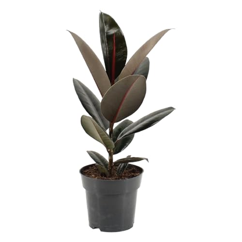 Trendyplants – Ficus Elastica Abidjan – Albero di gomma – Pianta d'appartamento – Dimensioni vaso Ø 17 cm – Altezza 45 – 65 cm