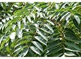 Choerospondias Axillaris Lapsi Nepali Hog Plum Tree Seeds Stone Rare Tropical