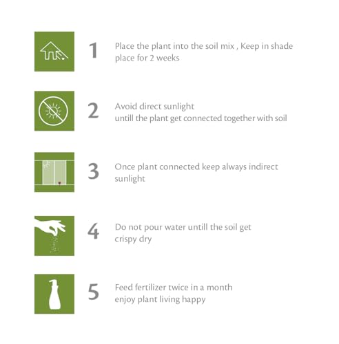 HILLMART Live succulent plant (String of rubies Othonna capensis) ruby necklace with smiley planter for vertical garden | hanging basket | xeriscaping | sunny windowsils (pack of 1)