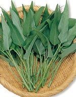 Amazon エンツァイ種子 中国野菜 エンツァイ あさがおな 空心菜 小袋 13ml サカタのタネ 野菜