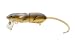 Spro SRT40Z1BRN BBZ-1 Rat 40 Jr. Fishing Bait