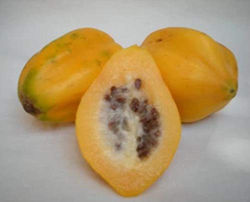 RubyShop724 Babaco Papaya - Mountain Papaya- Vasconcellea cundinamarcensis - Thumbnail 2
