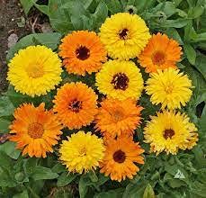 Plantogallery® Flower Seeds |Calendula Mixed Colour | F1 Hybrid Flower | Seeds For Home Garden (B09H4BC8SD) Amazon Price History, Amazon Price Tracker