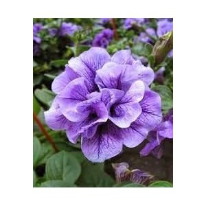 Generic Fresh 100 stuks Double Petunia SEEDS voor het planten van Violet 2