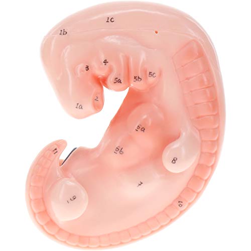 Axis Scientific Enlarged 1 Month Old Human Fetus Anatomy Model