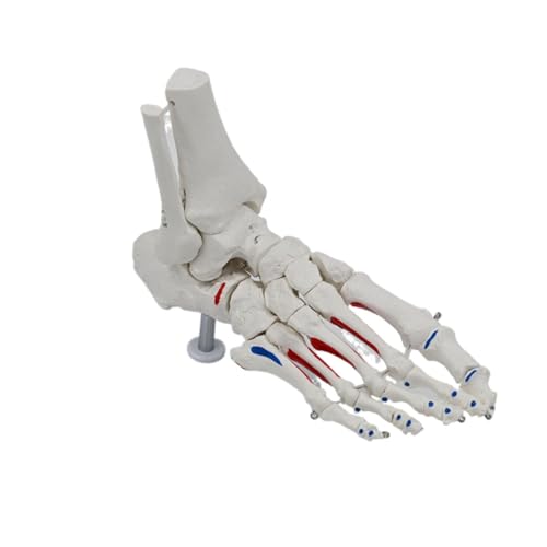 Squelette de pied humain articulé anatomie de la cheville avec tibia et fibula