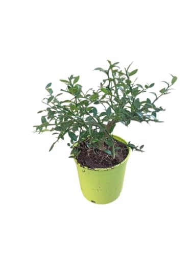Árbol de Caviar Cítrico en Maceta Frutal Natural para la Terraza y el Jardín