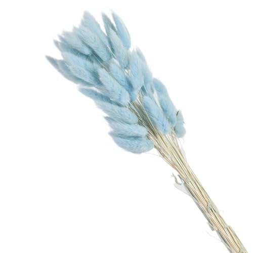 Pampas Grass Large 80pcs Real Bunny Tails Dried Flowers miniatura 3