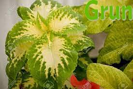 Grun Live Plant Green Yellow Coleus Plant with Pot - Decorative Outdoor/Indoor Plant (B095N8S2FH) Amazon Price History, Amazon Price Tracker