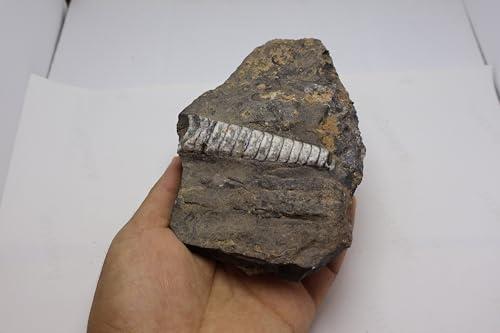 Image of Natural Orthoceras Fossil from Devonian Period Fossil from Morocco A309