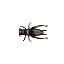 Cricket Brown