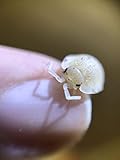 Pocket Pets Yeti Roly Polys! Rolie Polie Isopods (5 Yetis)