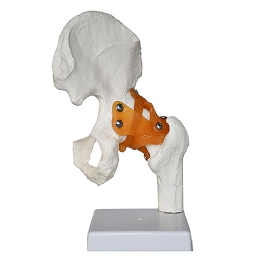 Image of Anatomical Joint Models Set, 6 Pieces Human Skeleton Display with Hand, Foot, Shoulder, Elbow, Hip, Knee, Medical Teaching Display (Hip Joint (Ligament))