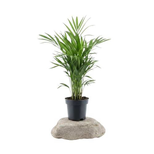 DECOALIVE Palmera de Bambú Dypsis Lutescens 10 cm Altura 35 cm Planta de Interior Planta Natural