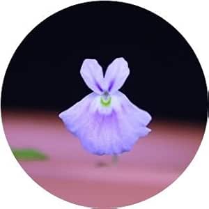 Amazon.co.jp: Rare Rabbit Moss (Rabbit) Large Flowers, Perfect for ...