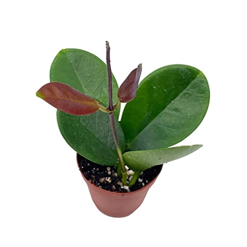 Hoya Australis In A 2 Inch Pot, Live Rooted Potted Tiny Mini Pixie Plant #TOP8