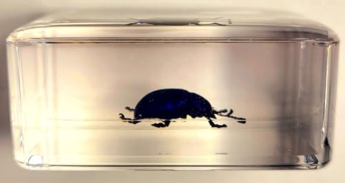 Image of 44mm Real Cobalt Blue Milkweed Beetle in Crystal Clear Lucite Resin Specimen Preserved Insect Bugs Taxidermy Crafts Collection for Biology Science Education & Desk Ornament Display Supplies
