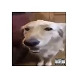 Photo Gallery butta dawg lofi