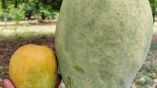 Image of inchNoorjahan Mango Plant Grafted inch Outdoor Hybrid Mango Tree (Height 2-2.5 Feet), Large Fruits Of Approximately 3 To 4 Kg Live Fruit Plant For Home Garden