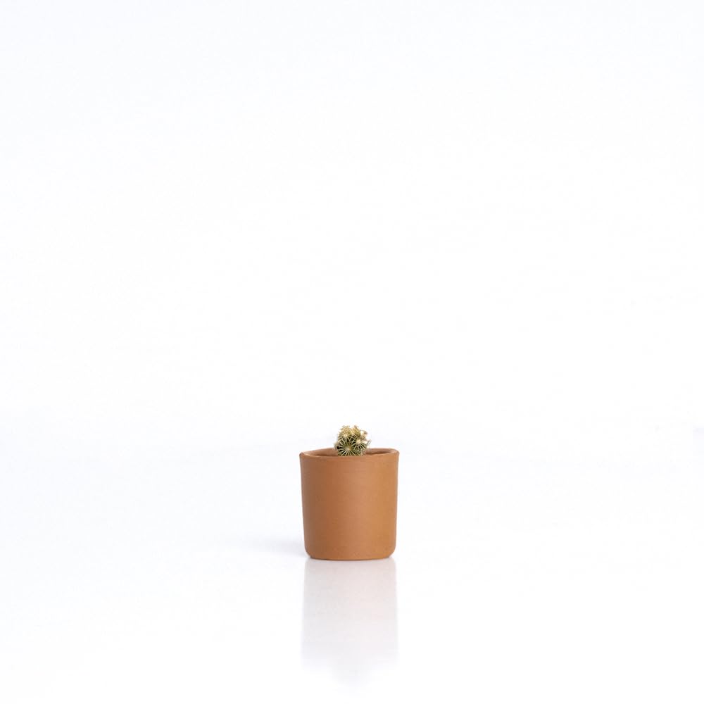 Baby Cactus – Kit de Cultivo de Cactus con Maceta de Barro Artesanal | Fácil de Cuidar | Regalo Original y Decorativo | Resetea