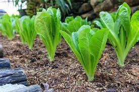 Fresh Green Romaine Lettuce 5\" to 6\" Heights, Fully Grown and Blown with Strong Roots.3 Plants in pots,Great for Window Seal or Backyard Garden