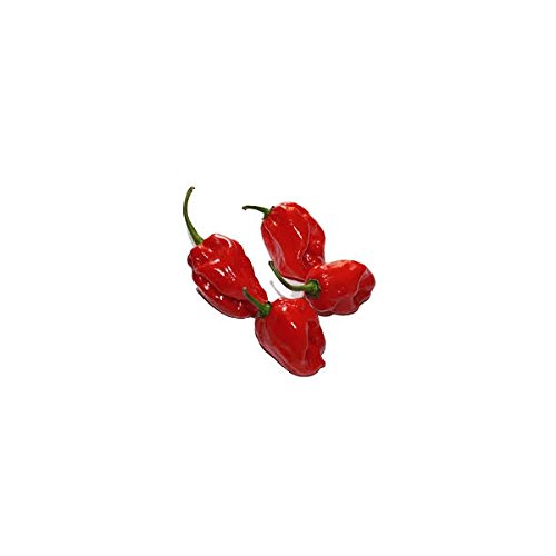 Semi di peperoncino Habanero Red