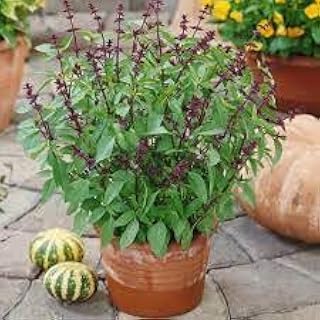 Sweet basil seeds,High germination (20 seeds)