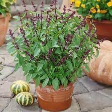 Sweet basil seeds,High germination (20 seeds) (B0CP42DPFQ) Amazon Price History, Amazon Price Tracker