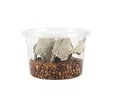 Josh's Frogs Bean Beetle Culture (16 oz)