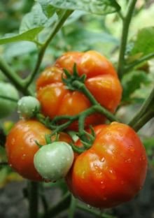 Amazon.com : Clovers Garden Beefmaster Tomato Plants  Two (2) Live Plants   Non-GMO - Not Seeds - Each 4" to 8" Tall  in 4" Inch Pots   Indeterminate, Beefsteak : Patio, Lawn & Garden