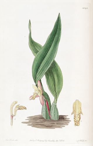 Art Mural Maxillaria Rufescens poster graffiti moderne pour sublimer le design du salon