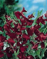 LHTL Frailea Castanea Flower Seeds