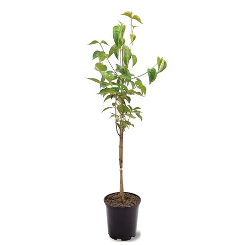 Generic The White Dogwood Tree White Flowering Charcoal Bark Fruit Bearing 1 gal Nursery Pot (Due to Agricultural Laws we Cannot Ship to CA AZ AK or HI)