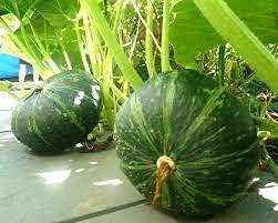 SRI SAI FORESTRY Organic Pumpkin Seeds Kaddu Kolu Gummadikaya Mathanga kumblakai vegetable seeds Pack of 50 for Home Garden (B094NSZ9XF) Amazon Price History, Amazon Price Tracker